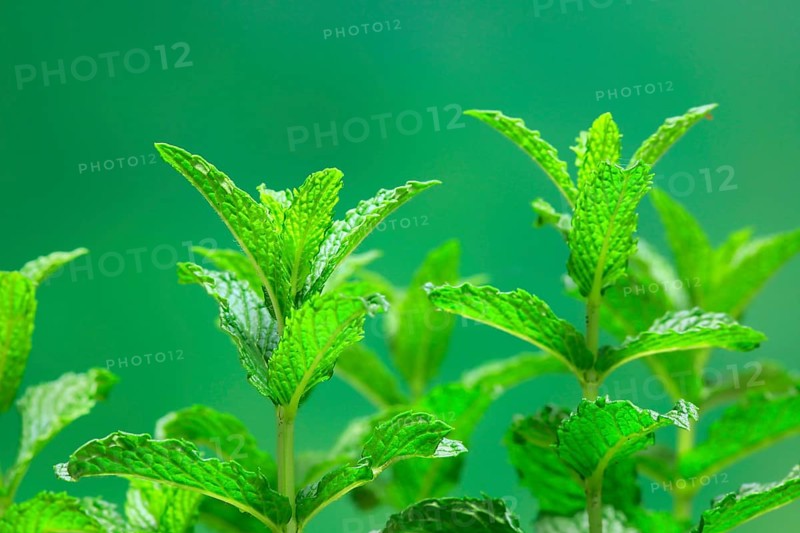 Curled mint