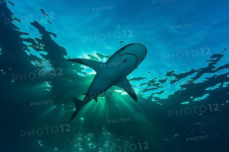 Blacktip shark
