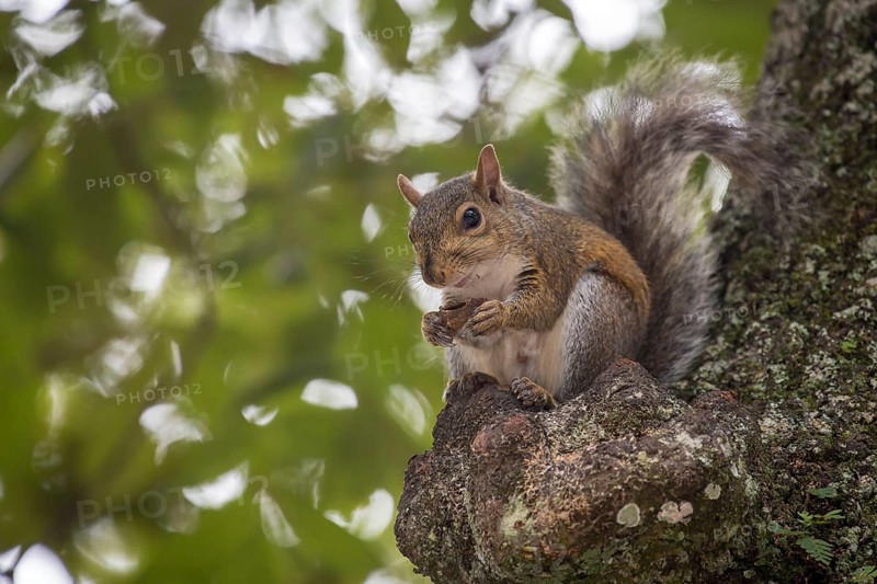 Eastern gray squirrel