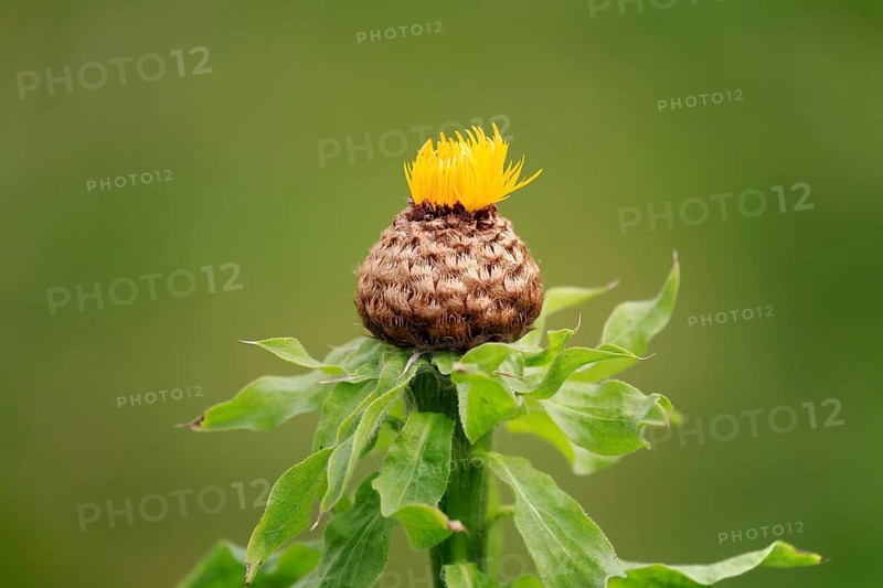 Globe knapweed