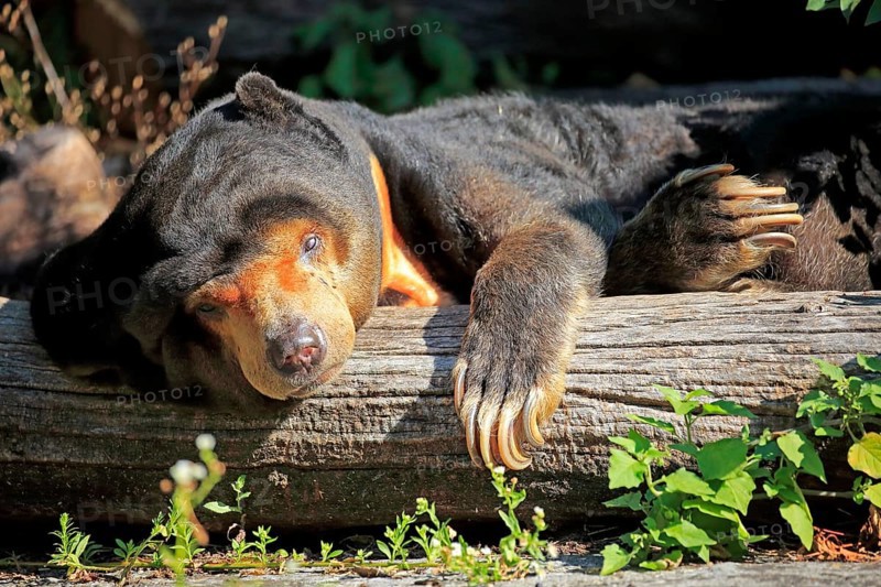 Sun bear