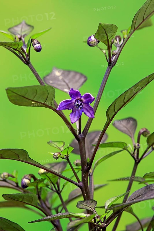 Capsicum frutescens
