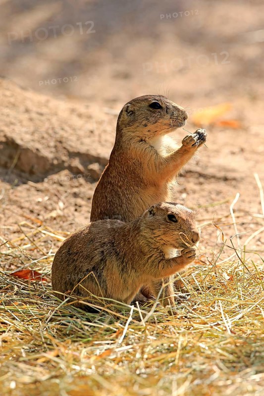 Black-tailed Prairie Dog