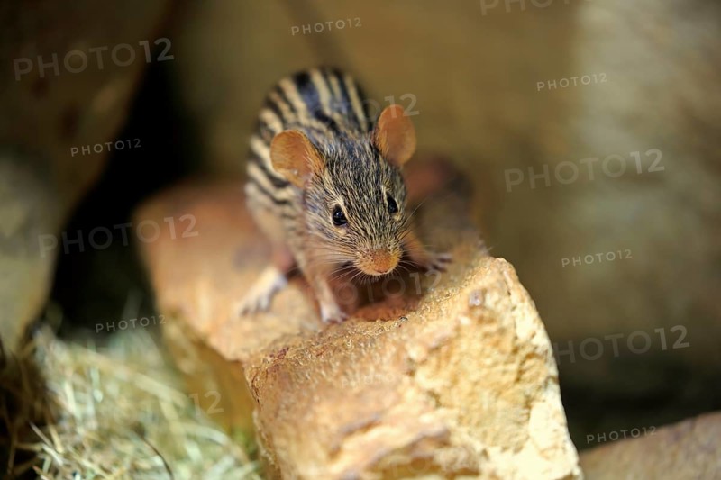 Striped mouse