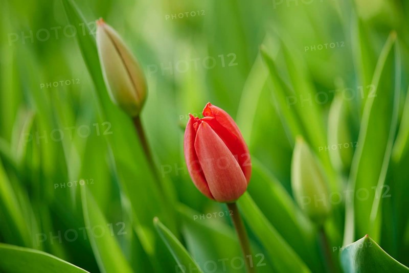 Red tulips