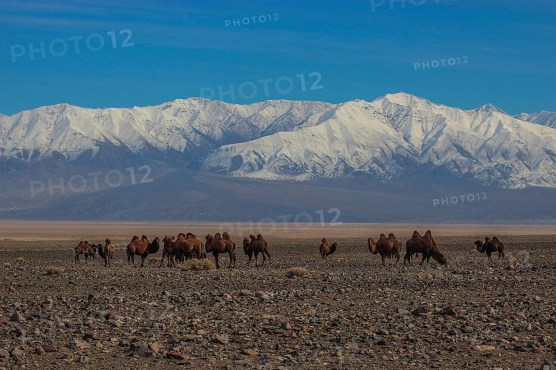 Bactrian camels
