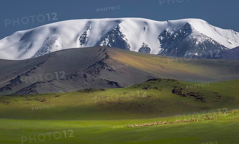 Flocks of sheep in front of the snow-covered mountain Tsambagarav Khairkhan