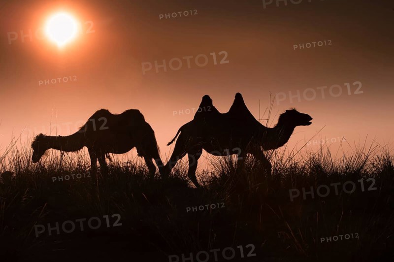 Silhouettes of two Bactrian camel