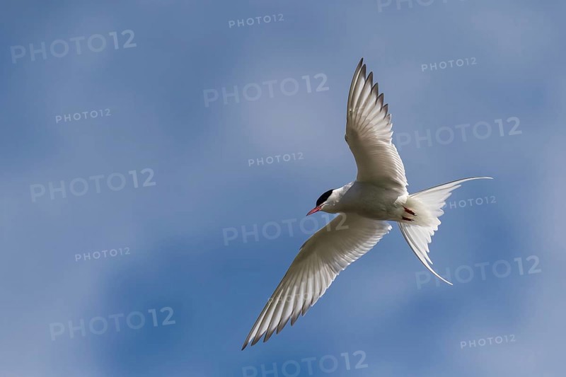 Arctic tern