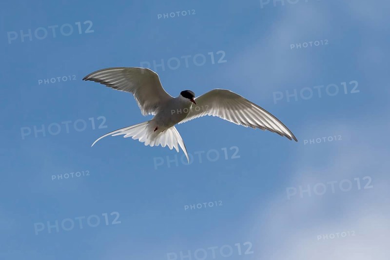 Arctic tern