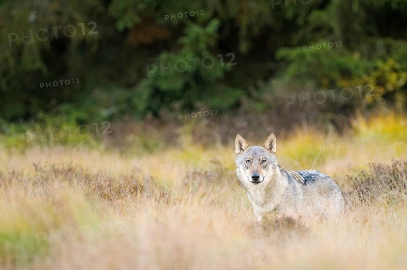 Wolf