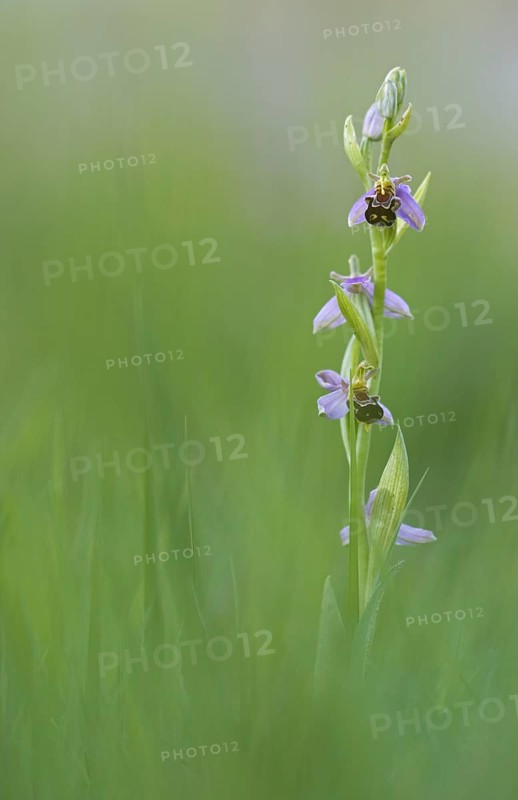 Bee orchid
