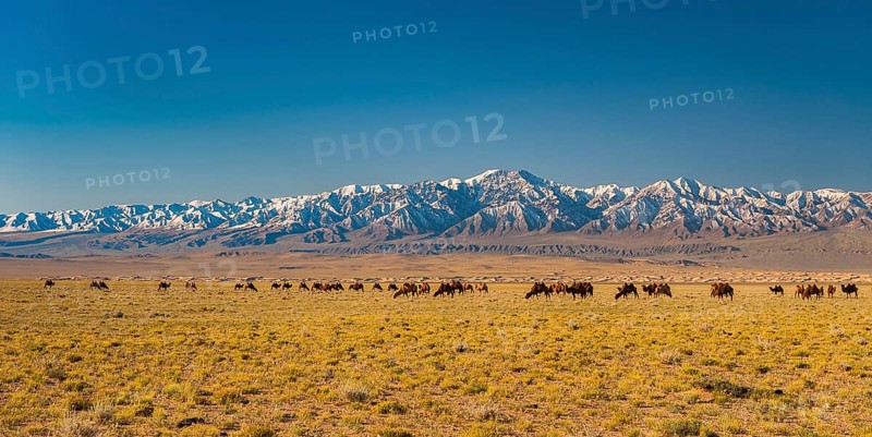 Herd of camels