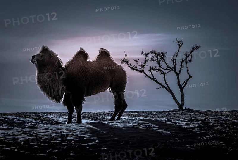 Bactrian camel