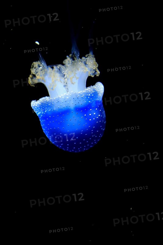 Australian spotted jellyfish