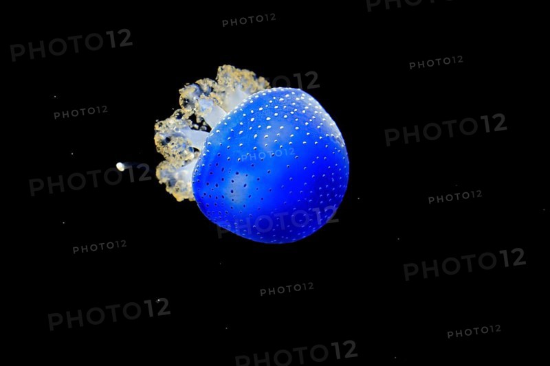 Australian spotted jellyfish