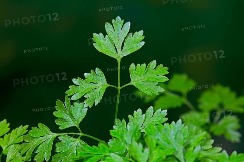 Garden chervil