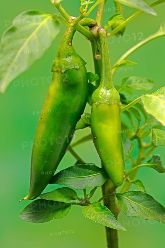 Paprika