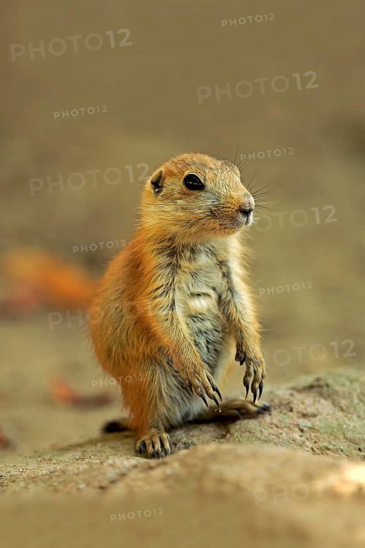Black-tailed Prairie Dog