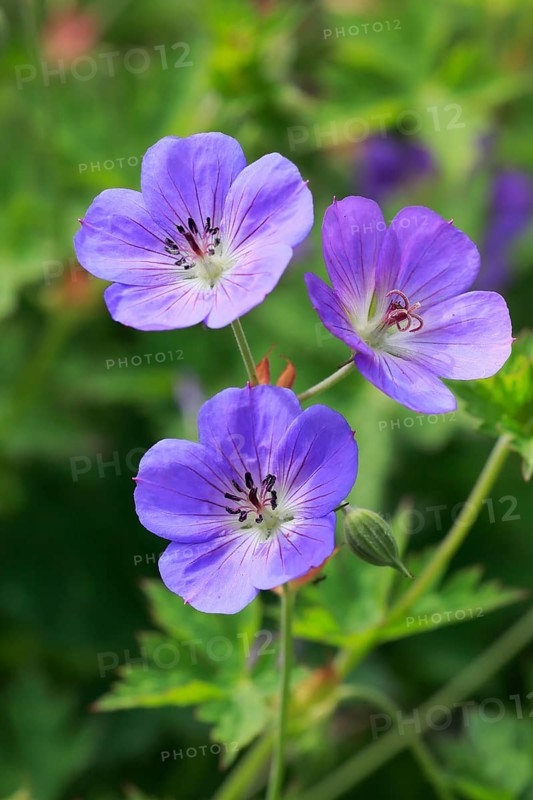 Himalayan crane's-bill
