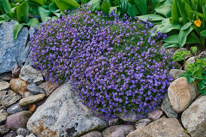 Large-flowered aubrieta