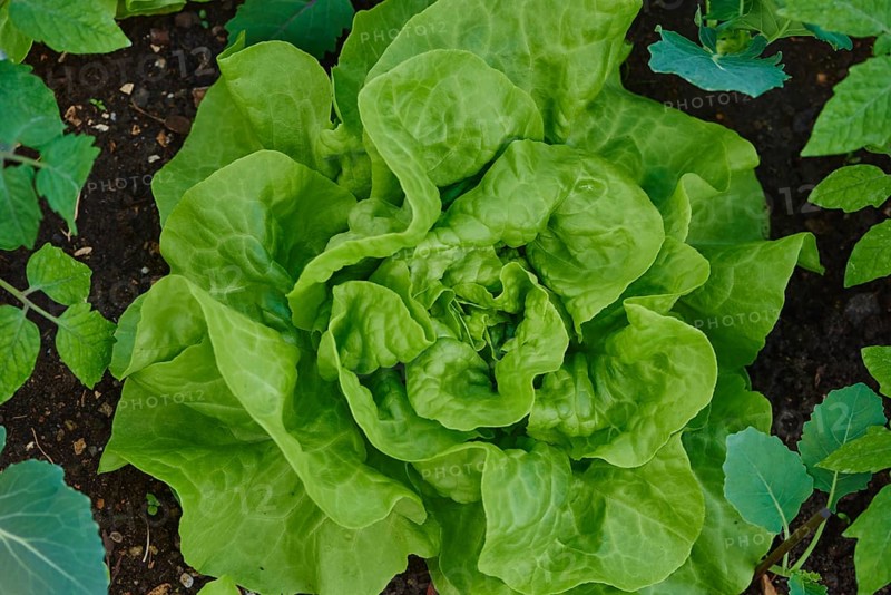 Lettuce