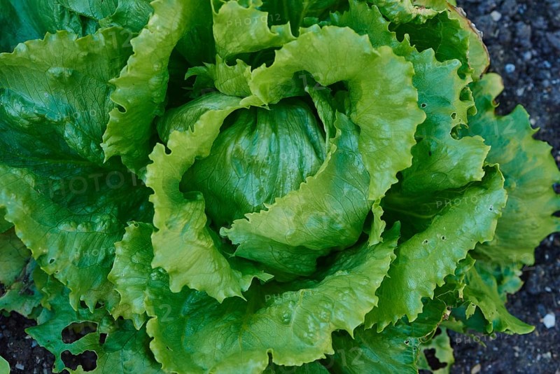 Iceberg lettuce