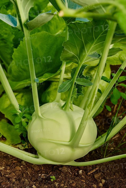 Cabbage turnip