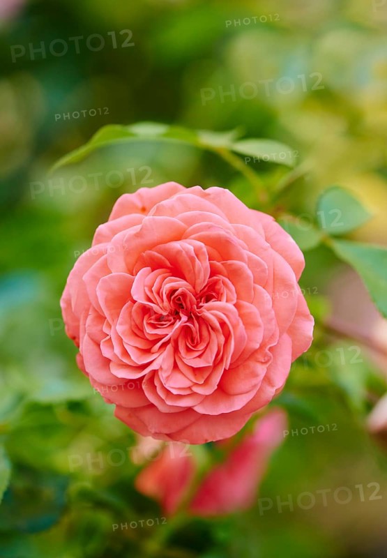 Hybrid Tea Rose 'Fragrant Cloud' blooming in a garden