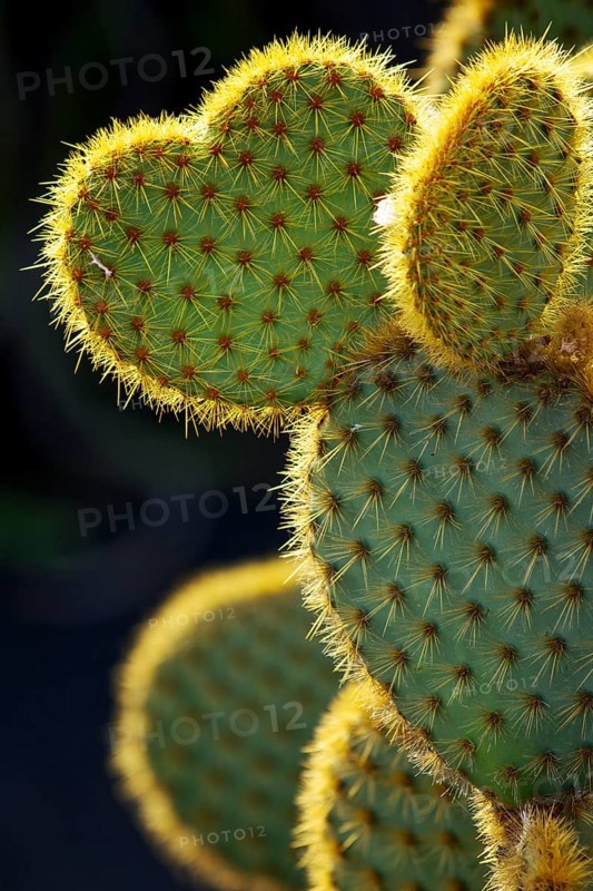 Opuntia ficus-indica
