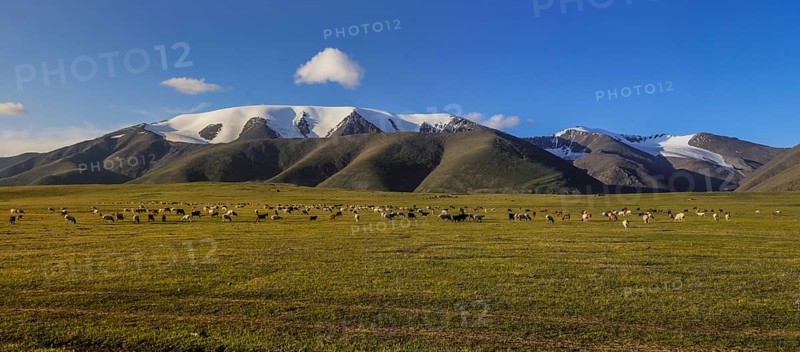 Sheep grazing off Mount Tsambagarav