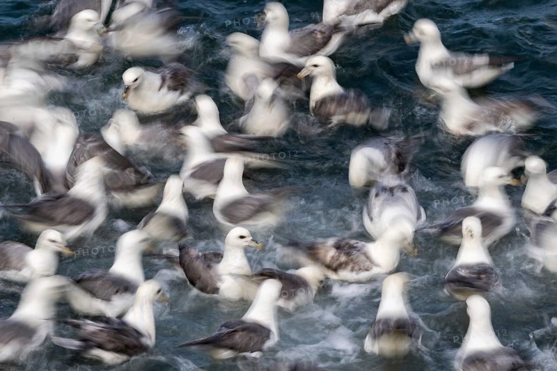 Swarm Northern fulmars
