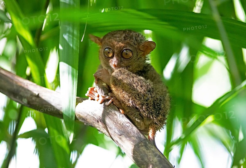 Philippine tarsier