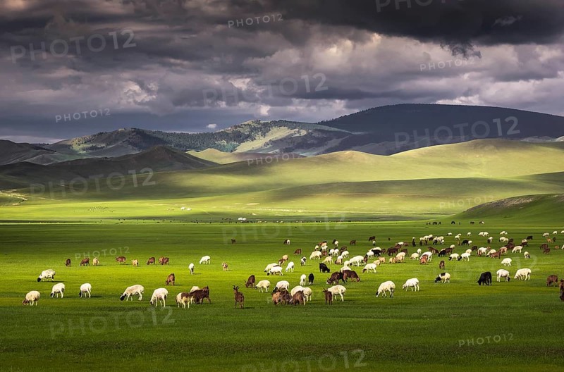 Flock of sheep Sheep grazing on the green pastures in front of the mountains