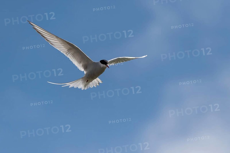 Arctic tern