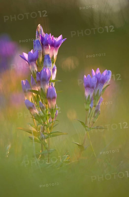 Willow Gentian