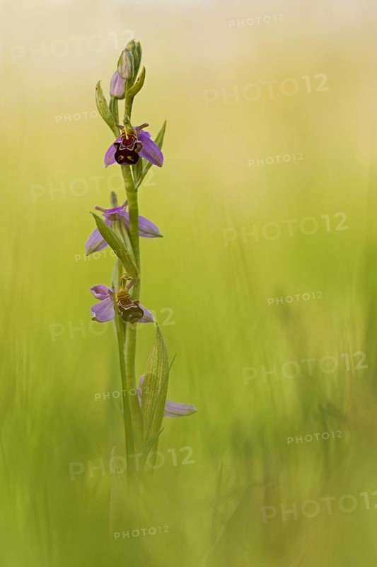 Bee orchid