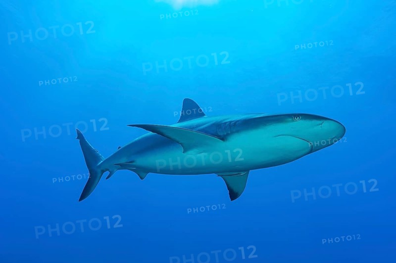 Blacktip shark