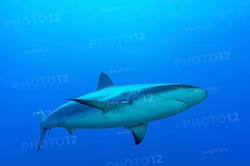 Blacktip shark