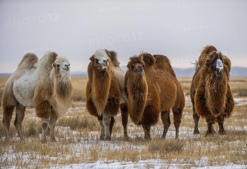 Four Bactrian camels