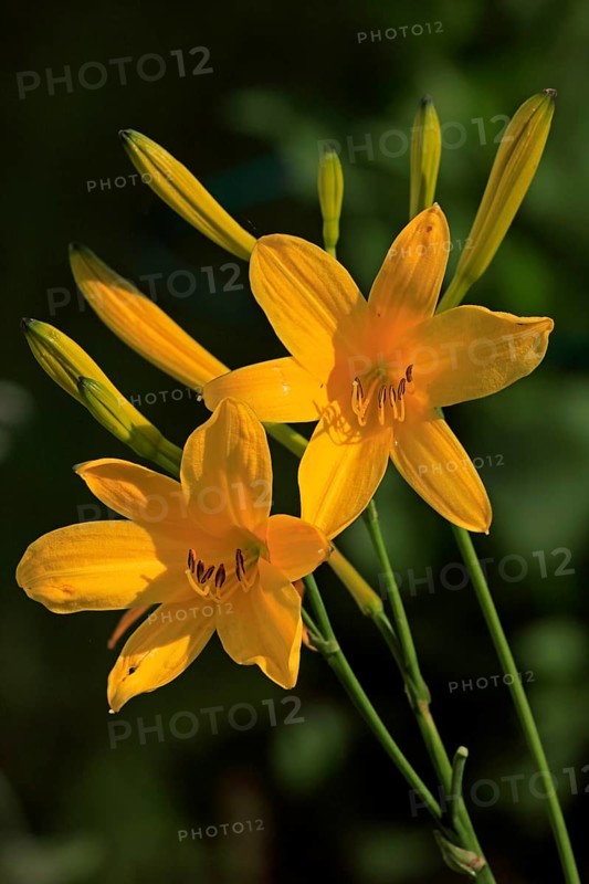 Yellow daylily