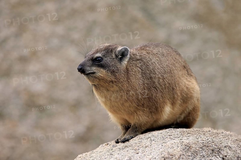 Cape hyrax