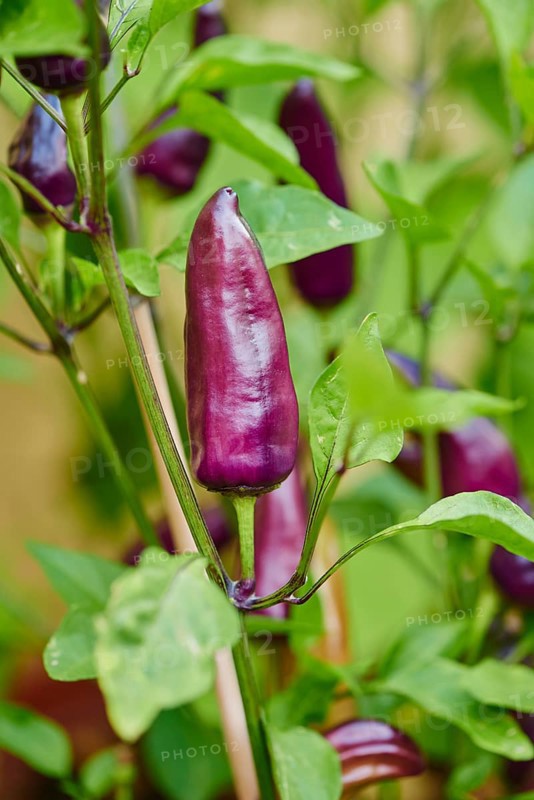 Chili pepper