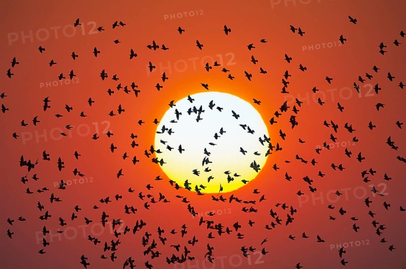 Flock of birds flying in front of setting sun