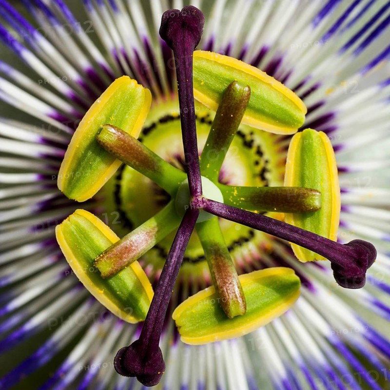 Blue passion flower