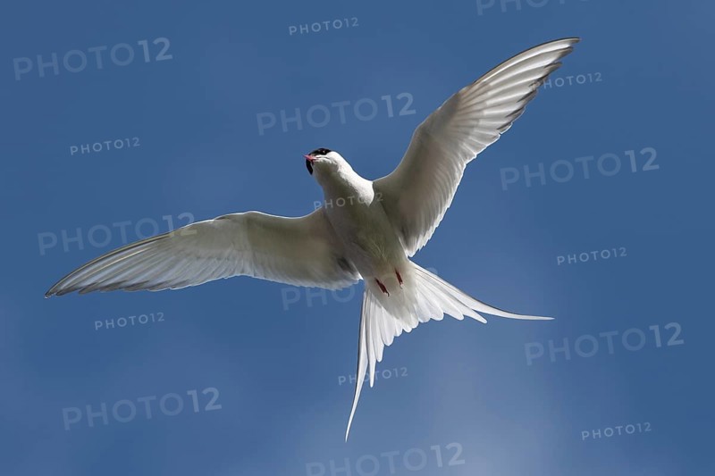 Arctic tern