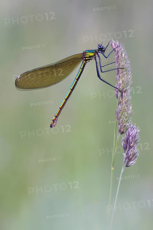 Beautiful demoiselle