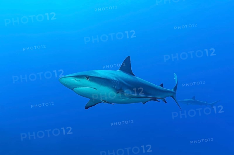 Blacktip shark