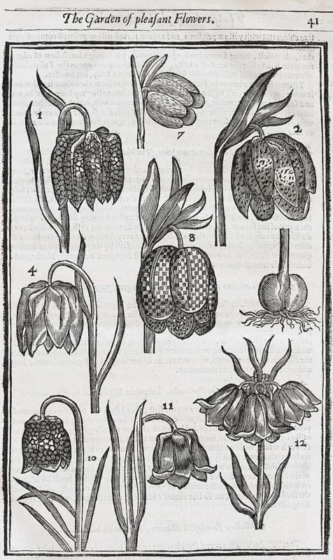Snake's head fritillaries