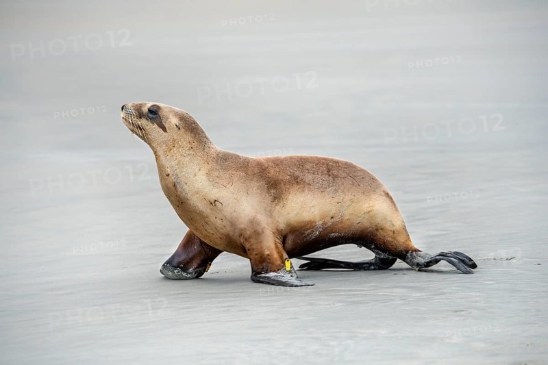 New Zealand sea lion